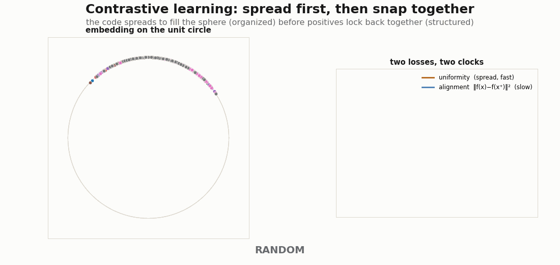 Animated contrastive embedding spreading onto a circle then snapping positive pairs together, with alignment and uniformity loss curves resolving on different timescales