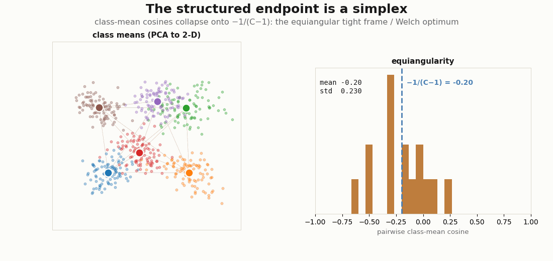 Animated neural collapse: class means arranging into a simplex while a histogram of pairwise class-mean cosines concentrates onto minus one over C minus one